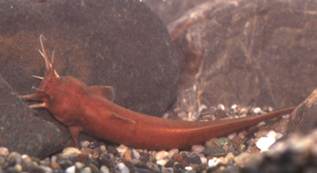 Liobagrus reinii